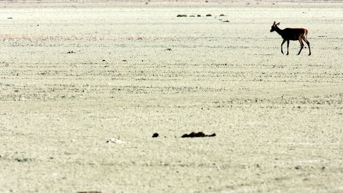 Un ciervo joven atraviesa el Lucio del Membrillo, en la marisma del Parque Nacional de Doñana, afectada por la sequía.