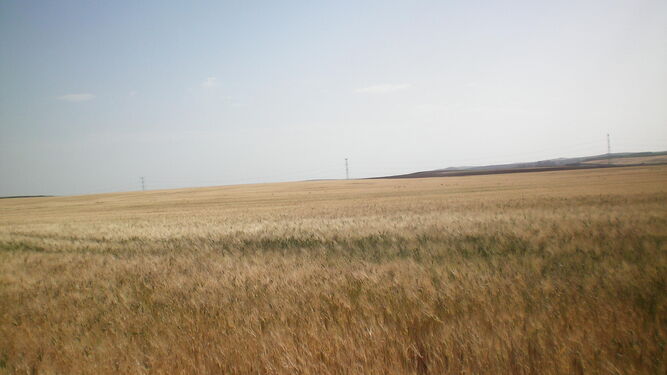 Campo de trigo en el que se ven las espigas agostadas por la sequía.