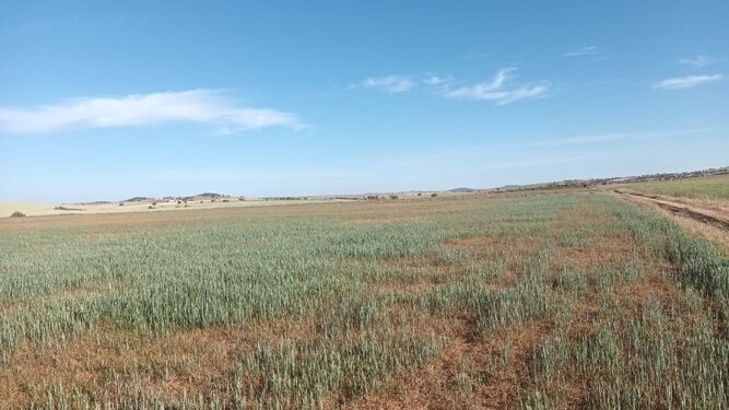 Terrenos de cultivo afectados por la sequía en Córdoba.