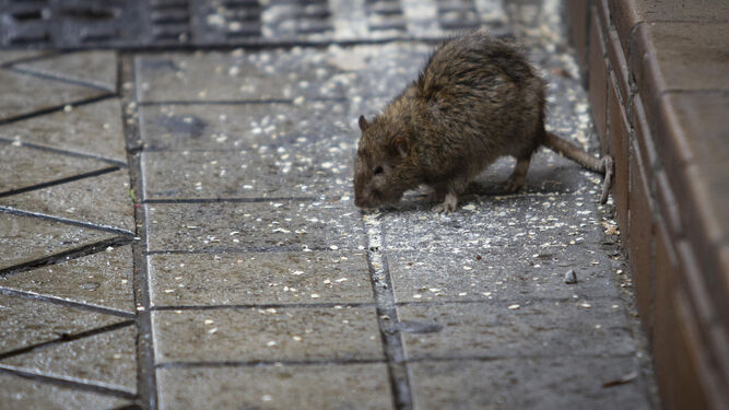 Una rata en la calle.