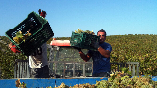 Dos hombres trabajan en la vendimia en los viñedos de Bodegas Robles.