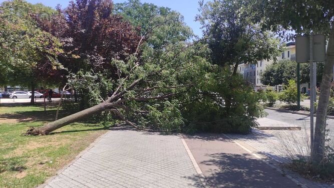Un árbol caído en la avenida de Trassierra.