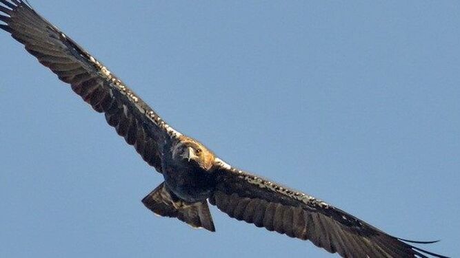 Alertan de que la situación ecológica de Doñana podría llevar a la extinción al águila imperial ibérica