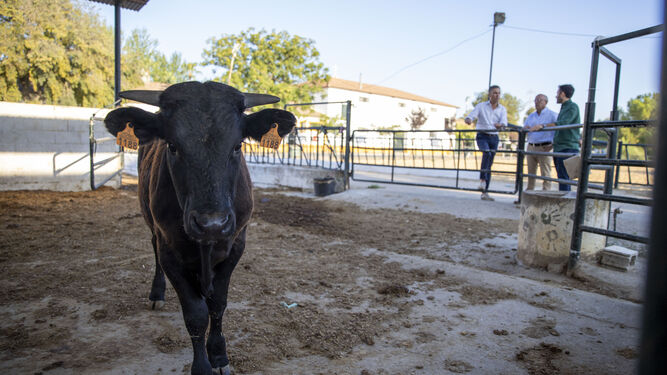 Visita institucional al banco de plasma para los sementales de bovino raza negra andaluza.