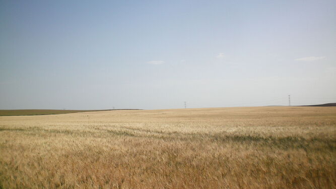Un campo sembrado de trigo.