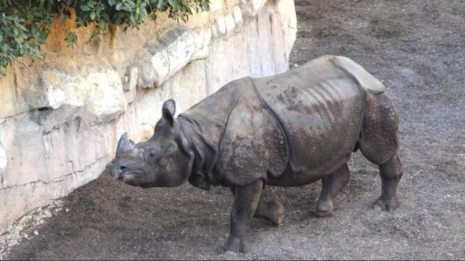 Ejemplar de rinoceronte indio del Zoo de Benidorm