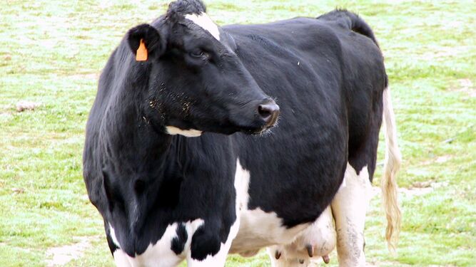Una vaca frisona.