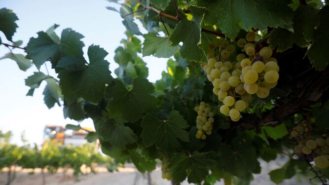 Uno de los racimos de uva listos para su recolección en un viñedo de Montilla.