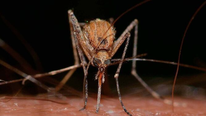 Mosquito transmisor del virus del Nilo.