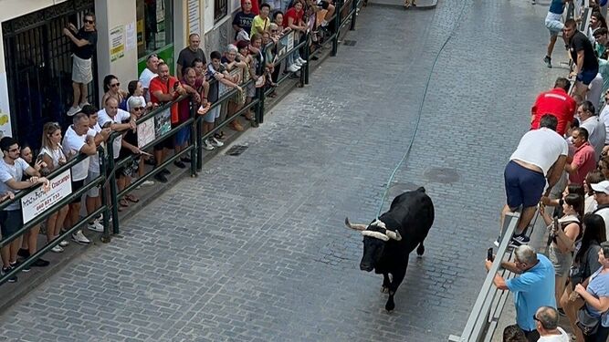 El toro 'Potrero' en Carcabuey.