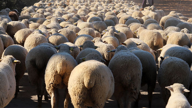 Un rebaño de ovejas se come una plantación de marihuana en Grecia