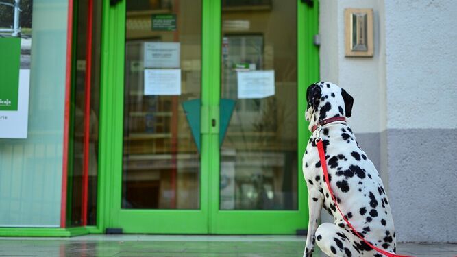 La ley de bienestar animal se estrena poniendo una multa de 500 euros a una mujer que dejó a su perro en la puerta de una farmacia