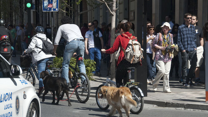 Varios ciclistas y perros en la calle.
