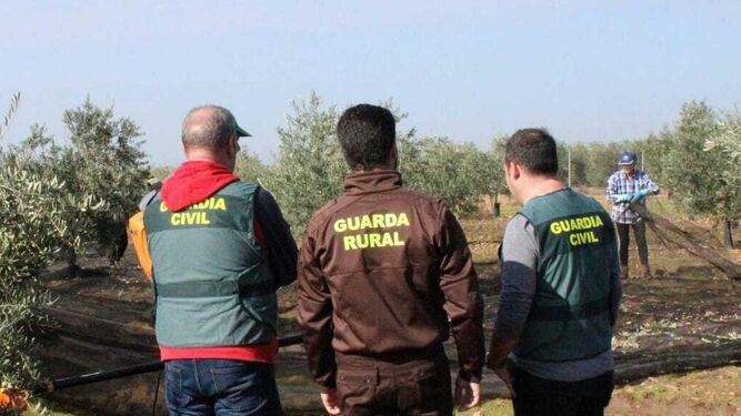 Efectivos de la Guardia Civil en un cultivo de olivar.