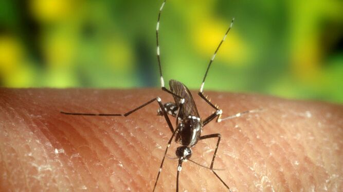 Imagen de archivo del mosquito 'Anopheles quadrimaculatus', portador del virus  del Nilo.