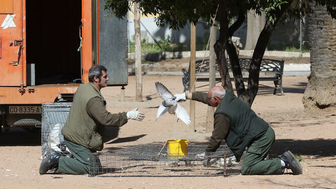 Operarios de Sadeco cazan una paloma frente al parque de la Biblioteca Central.