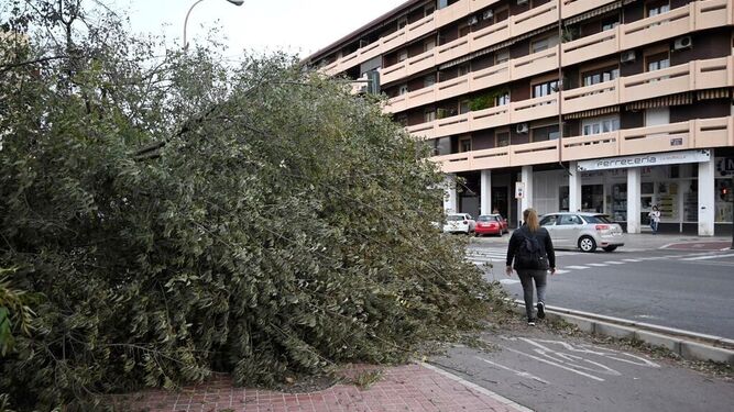 Un árbol caído en la acera impide el paso de los peatones en la avenida de las Ollerías de Córdoba.