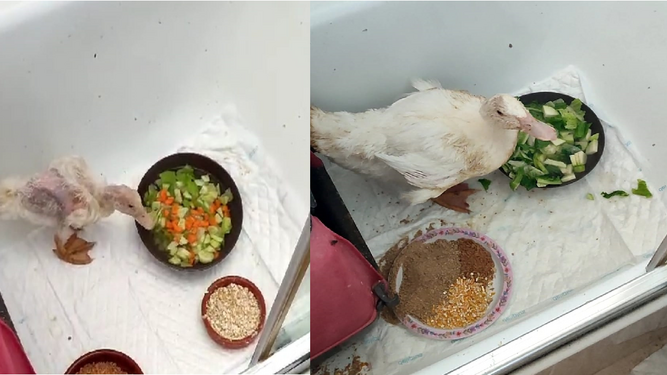 Pato rescatado en septiembre en Córdoba tras un mes de alimentación equilibrada.
