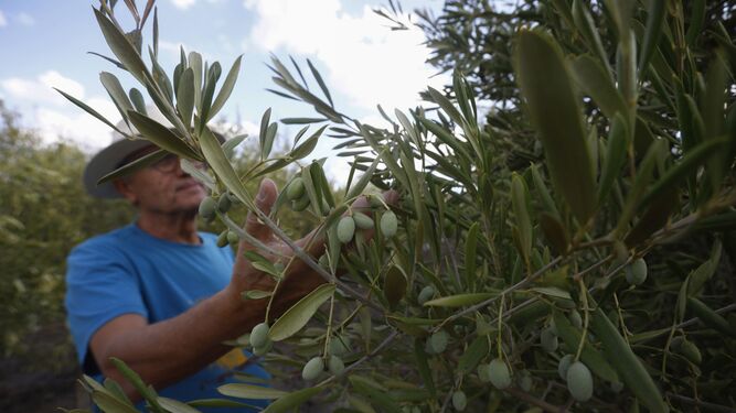 Un agricultor observa su cosecha de aceitunas en un olivar de regadío.