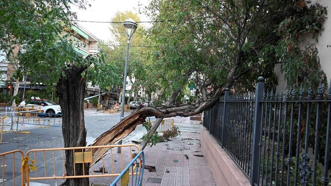Uno de los árboles caídos en Córdoba.