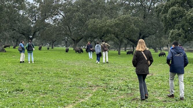 Los universitarios caminan por la dehesa, junto a los cerdos ibéricos.
