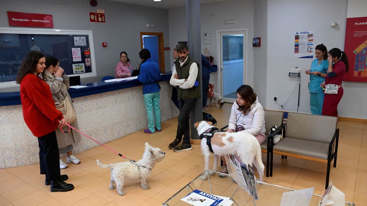 El Hospital Veterinario de la Universidad de Córdoba, en imágenes