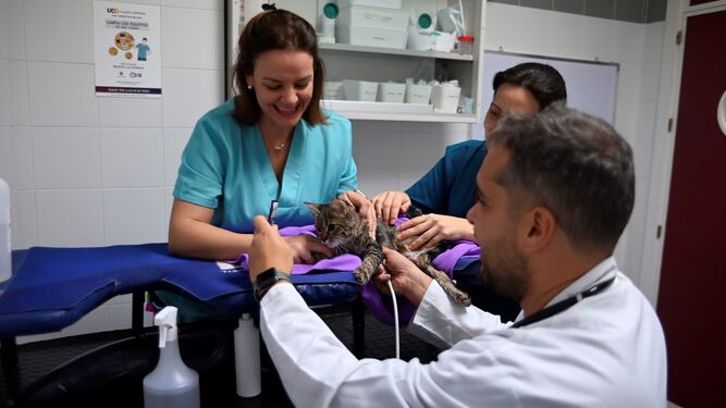 Profesionales del Hospital Clínico Veterinario durante una prueba a un gato.