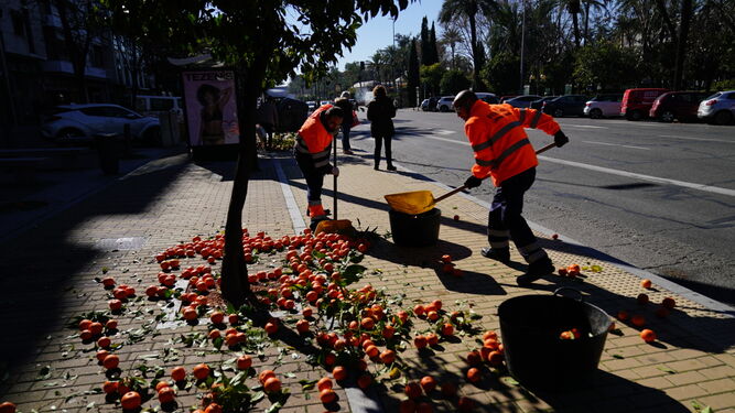 Imagen de archivo de la recogida de naranjas en las calles de Córdoba.
