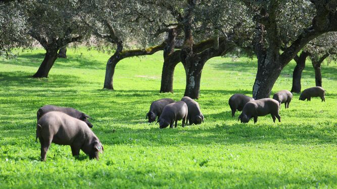 Cerdos ibéricos se alimentan de bellotas en la dehesa.