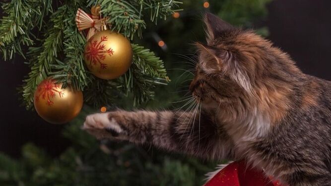 Protege tu árbol de Navidad de los "ataques" de tu gato