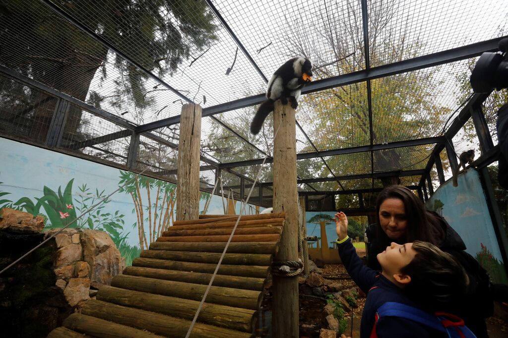 As&iacute; son las Aulas Espec&iacute;ficas del Zoo de C&oacute;rdoba en las que ni&ntilde;os interact&uacute;an con lemures, en im&aacute;genes