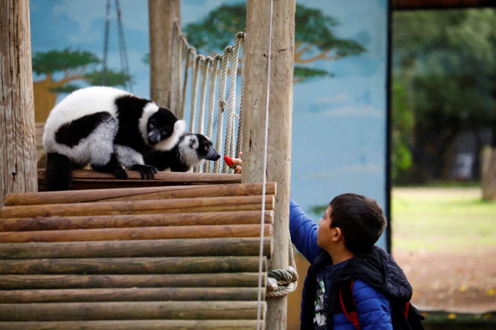 As&iacute; son las Aulas Espec&iacute;ficas del Zoo de C&oacute;rdoba en las que ni&ntilde;os interact&uacute;an con lemures, en im&aacute;genes