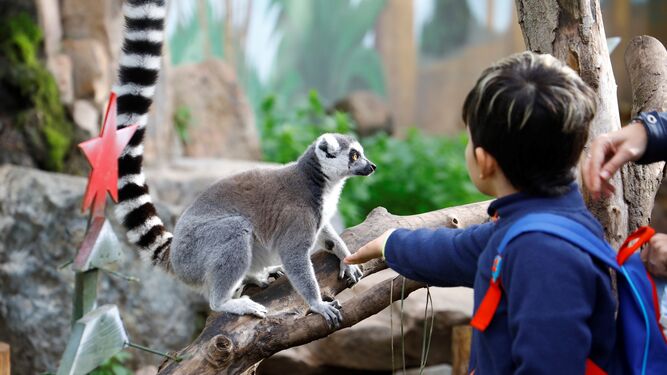 Un niño le ofrece alimento en su mano a un lemur de cola anillada del Zoo de Córdoba.