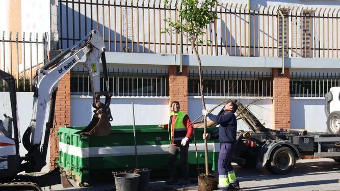 Empleados del Ayuntamiento de Córdoba plantan los primeros árboles de la campaña 2023-2024.