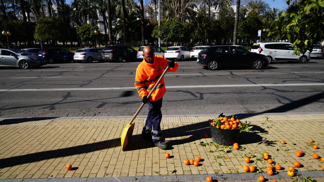 Recogida de naranjas en Córdoba.