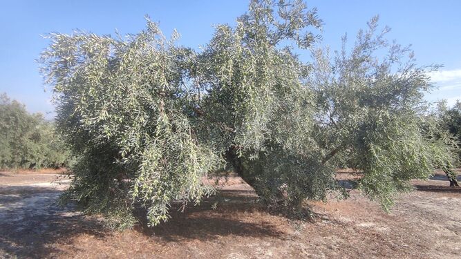 Finca de olivos en Doña Mencía.
