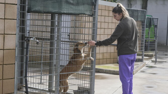 Una mujer atiende a un perro en el Centro Municipal de Sanidad y Bienestar Animal.
