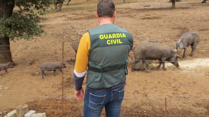 Cerdos recuperados por la Guardia Civil.