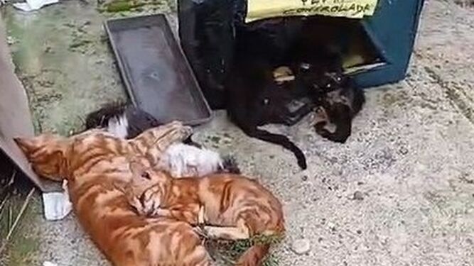 Gatos muertos en La Carlota.