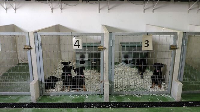 Varios cachorros, en el Centro de Bienestar Animal de Sadeco.