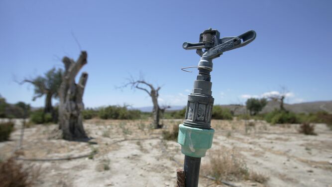 Olivos secos en la comarca del desierto de Tabernas.