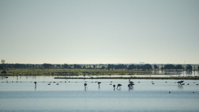 Varias aves se alimentan en una de las lagunas de Doñana.