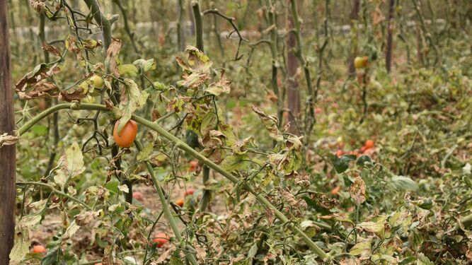Tomateras afectadas por la sequía.