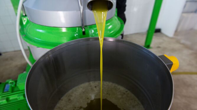 Extracción y filtrado de aceite en una almazara.