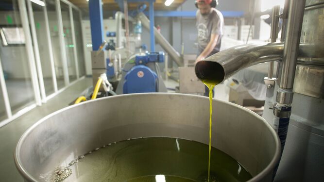 Aceite de oliva tras el primer filtrado.