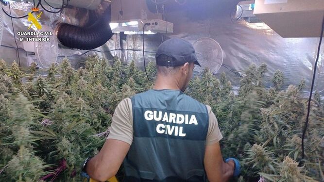 Un guardia civil, en una plantación de marihuana.