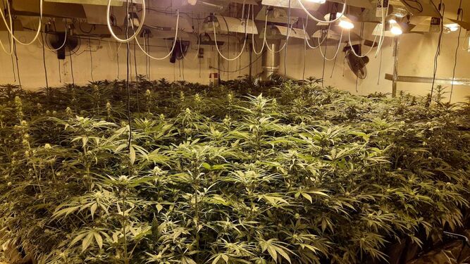 Una plantación 'indoor' de marihuana.