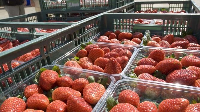 COAG exige la paralización inmediata de las importaciones de fresas de Marruecos