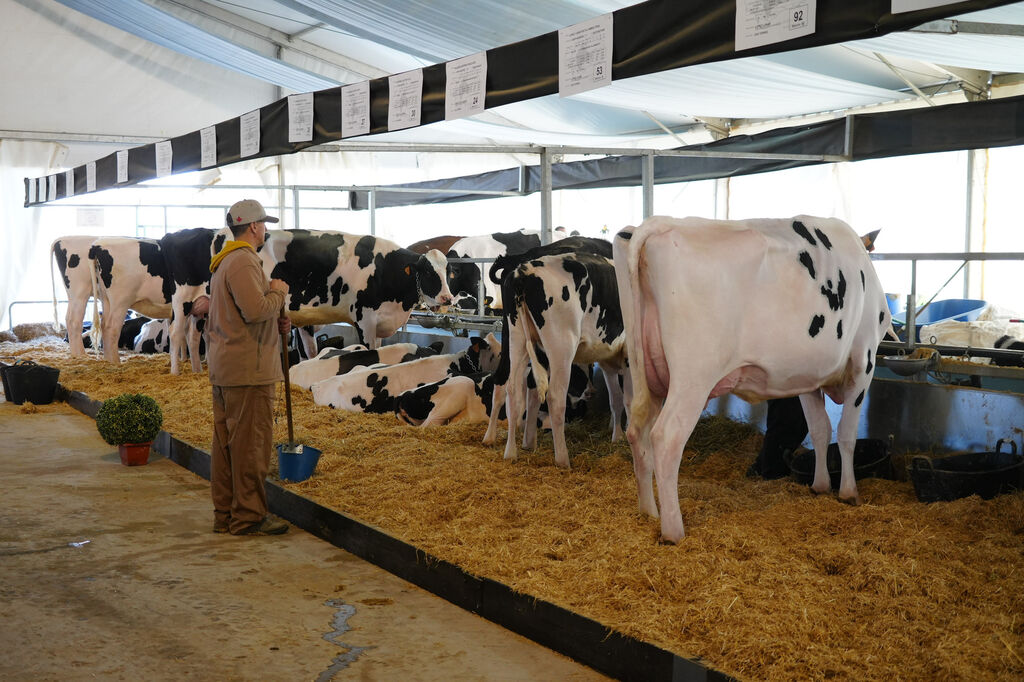 Un paseo en im&aacute;genes por la XVI Feria de Ganado Fris&oacute;n Us&iacute;as Holsteins de Dos Torres