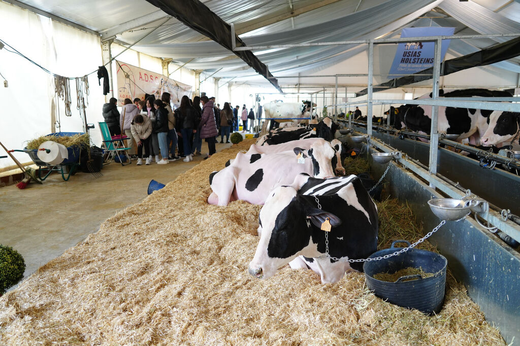 Un paseo en im&aacute;genes por la XVI Feria de Ganado Fris&oacute;n Us&iacute;as Holsteins de Dos Torres